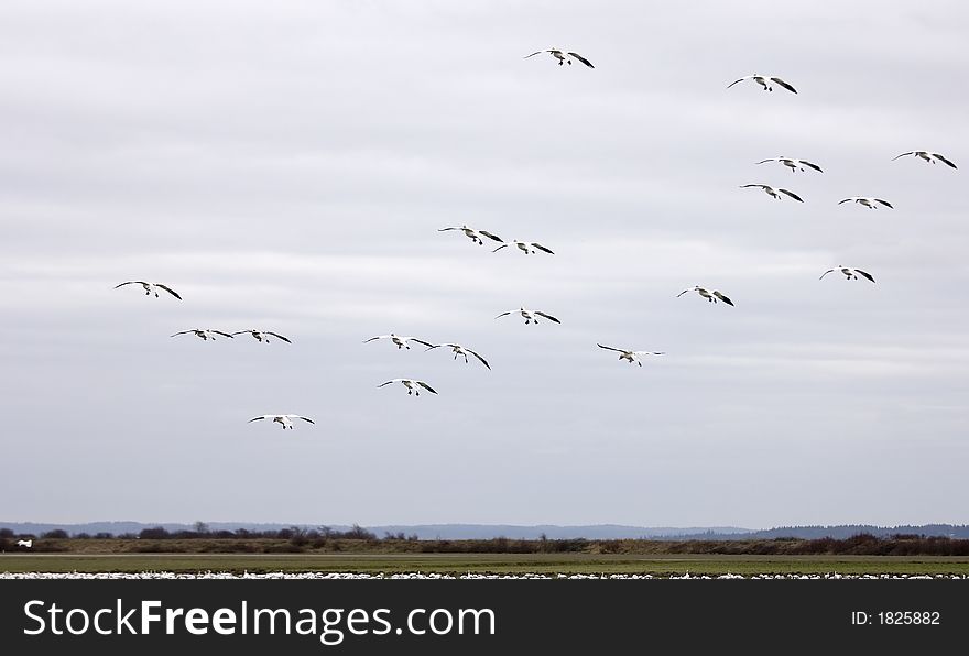 Snow Geese Landing in a field
