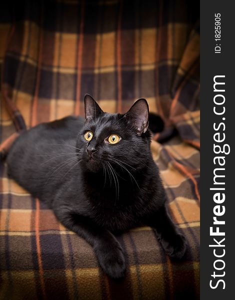 Beautiful domesticated black cat sitting