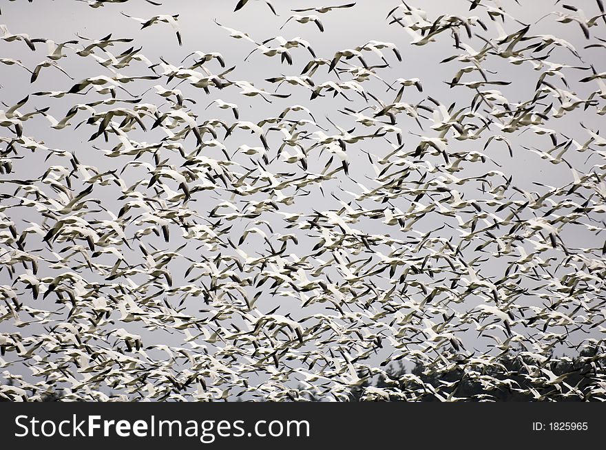 Snow Geese Landing in a field