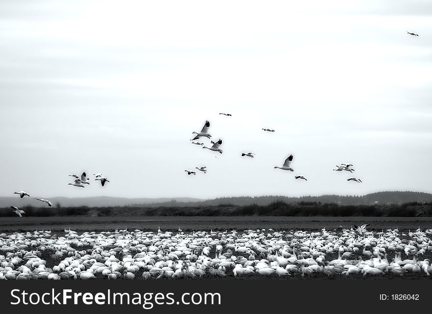 Snow Geese Landing in a field