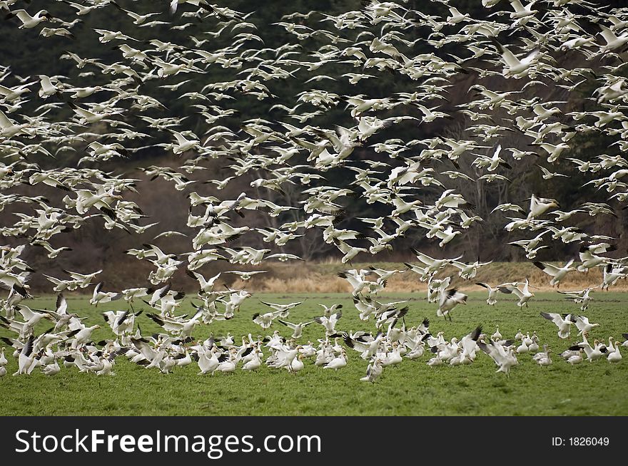 Snow Geese Landing In A Field