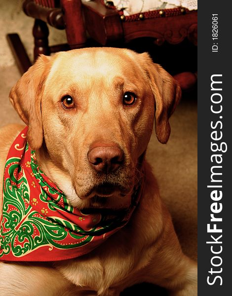 Bear the Yellow Labrador Retriever at Christmas time. Bear the Yellow Labrador Retriever at Christmas time.