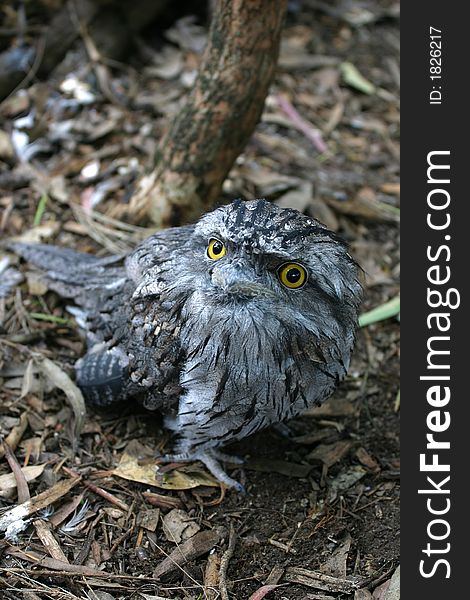 Tawny Frogmouth Bird with Big Yellow Eyes