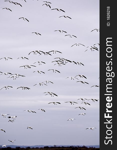 Snow Geese coming in for a landing. Snow Geese coming in for a landing.