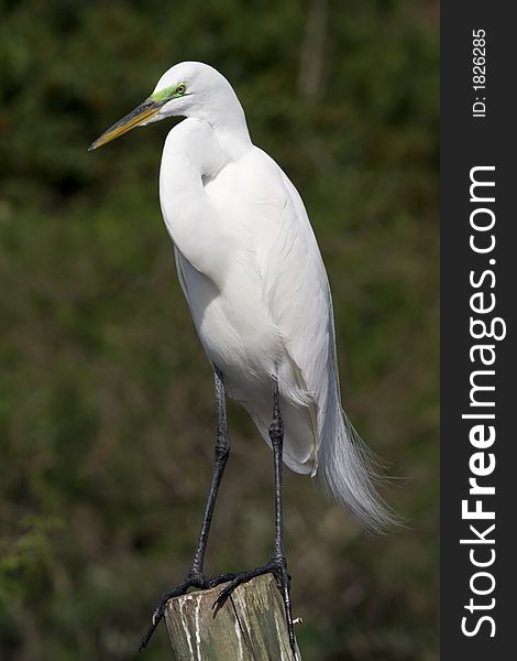 Great Egret, Florida, Bird, white. Great Egret, Florida, Bird, white