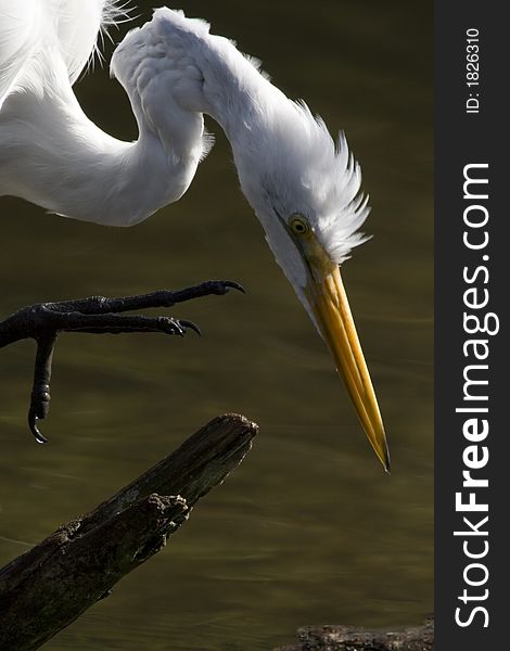 Great Egret, Florida, Bird, hunting