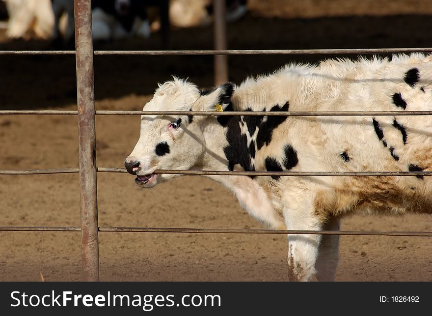 Close up of black and white dairy cow