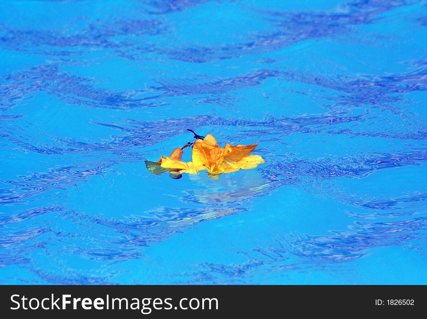 Flower Swim In Blue Water