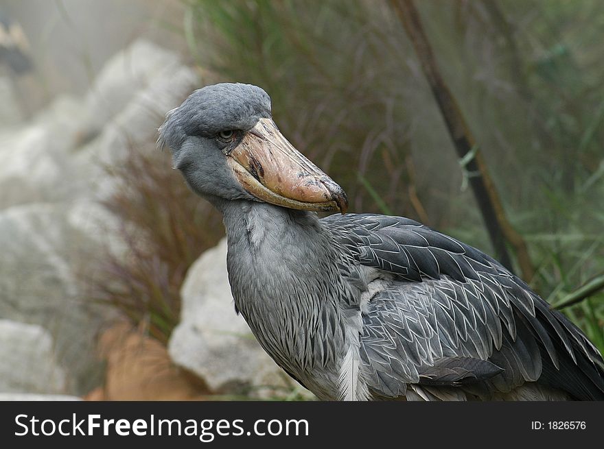 Birds In The Parks