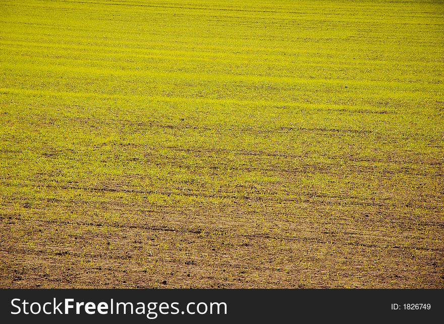 Green crops rows at a farm