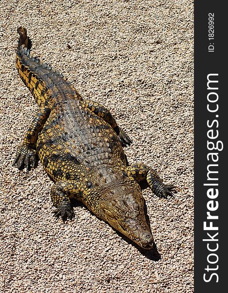 A leathery crocodile basking in the sun
