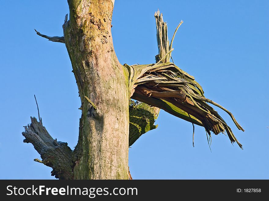 Contrasting image of a dead tree trunk against a blue sky