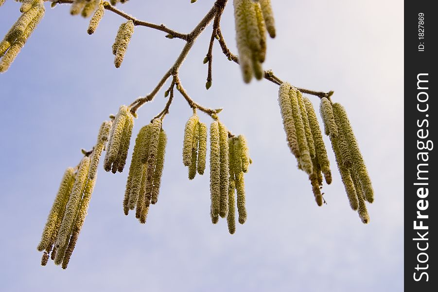 Willow Flowers