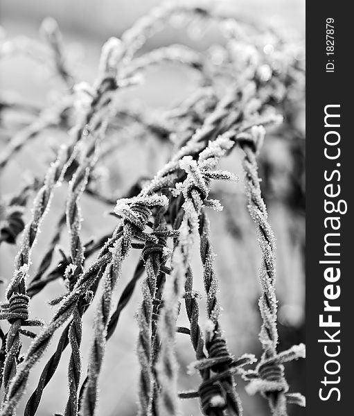 Black and white close up of barbed wire with shallow dof