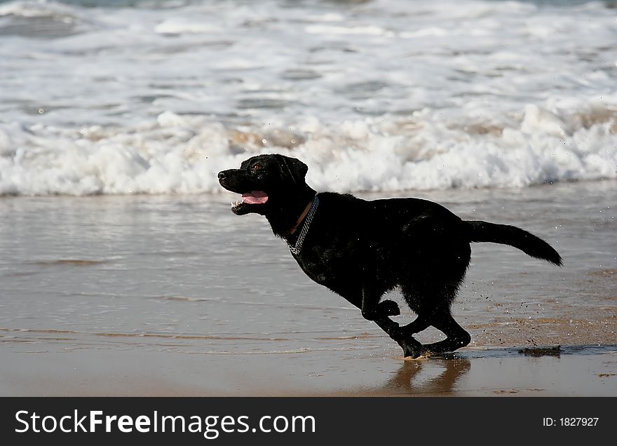 Black dog running in the beach