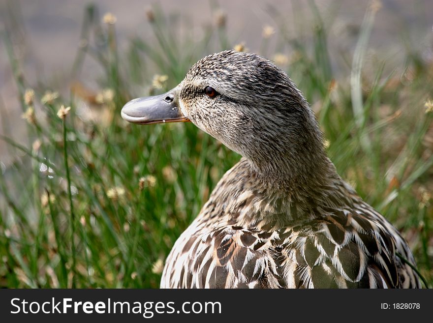 Female Mallard (Anas platyrhynchos)