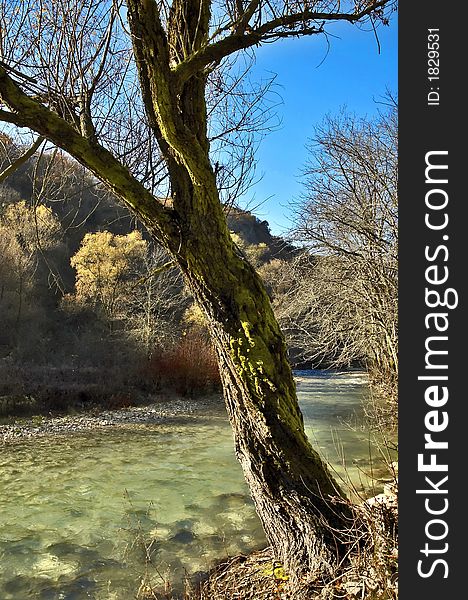 Tree and riverside of small river. Wild beauty. Tree and riverside of small river. Wild beauty
