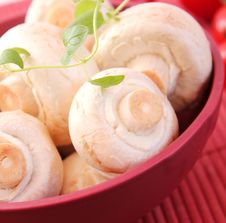 Fresh Mushrooms Royalty Free Stock Image Fresh Mushrooms Royalty Free Stock Image