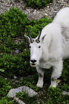 Mountain Goat Stock Photo Mountain Goat Stock Photo