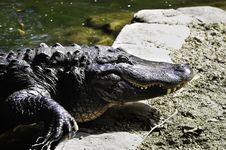 American Alligator Stock Images American Alligator Stock Images