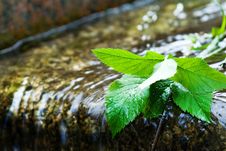 Wet Leaves Stock Images Wet Leaves Stock Images