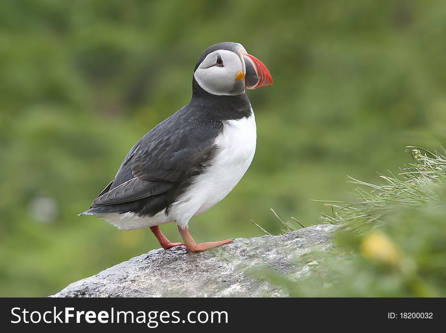 Puffins On A Cliff