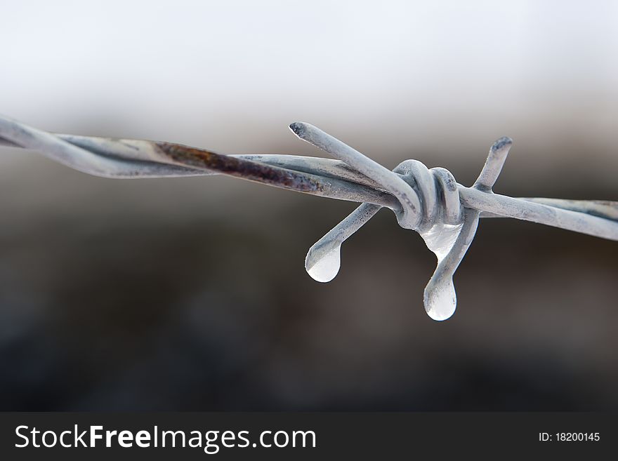 Picture taken of Barb-wire on a cold day in iceland