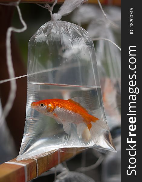 Photo of goldfish in a bag with water