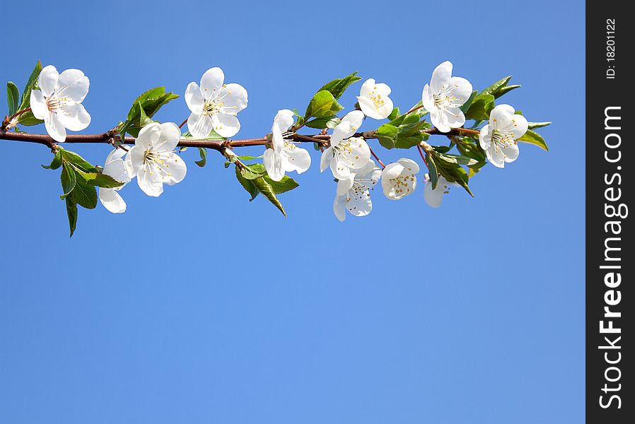 Branch of blooming cherry over clear blue sky. Branch of blooming cherry over clear blue sky