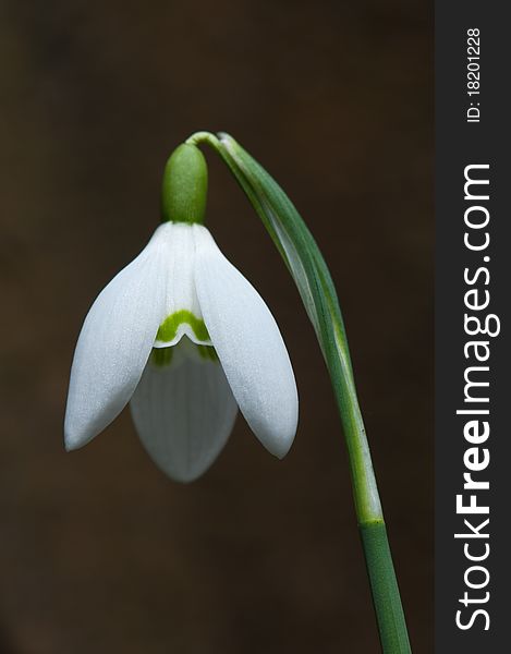 Vertical detail of winter snowdrop with out of focus tree in background. Vertical detail of winter snowdrop with out of focus tree in background