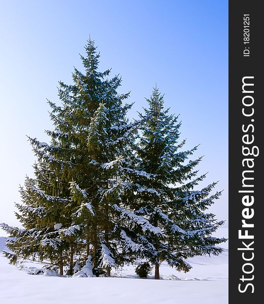 Fir Tree. Isolated on white. Fir Tree. Isolated on white.