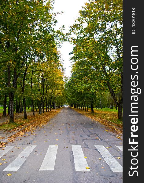 Zebra pattern pedestrian crossing in the autumn. Zebra pattern pedestrian crossing in the autumn