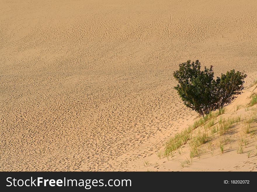 Single tree in the middle of sand dunes. Single tree in the middle of sand dunes