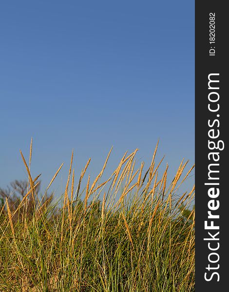 Tall desert grass against blue sky background. Tall desert grass against blue sky background