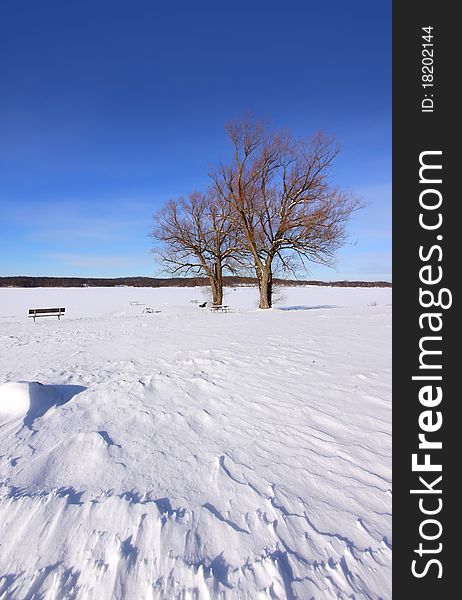Two trees by frozen lake in winter time. Two trees by frozen lake in winter time