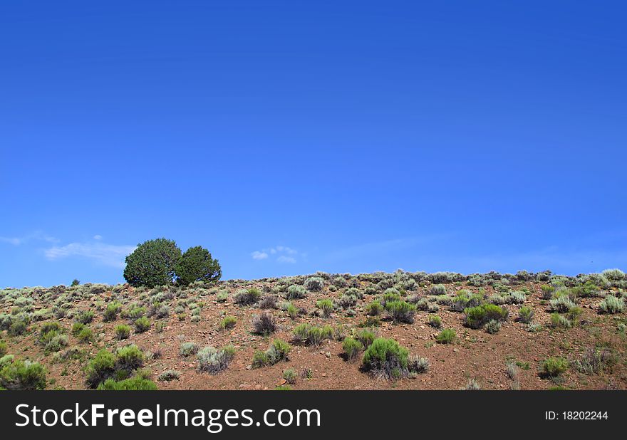 Two bushes in a desert land against blue sky. Two bushes in a desert land against blue sky