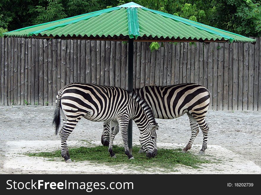 Two zebras in the zoo eat grass
