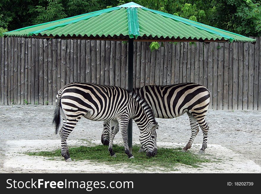 Two zebras