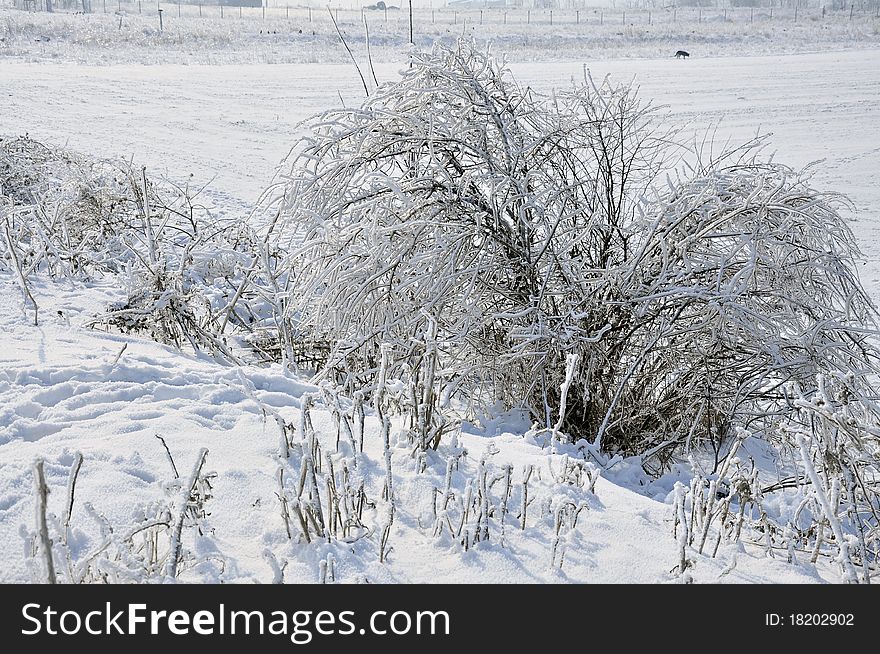 Frost vegetation