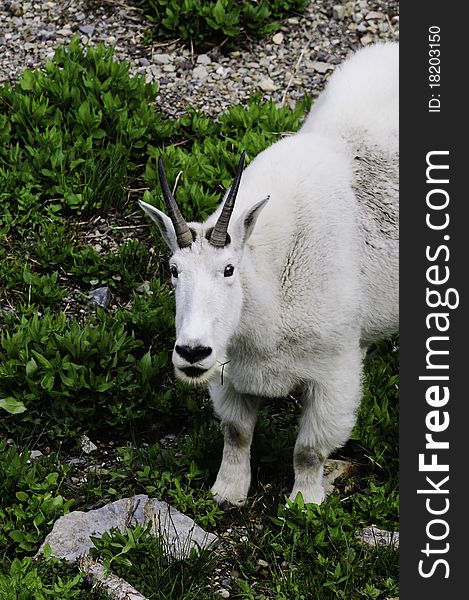 A mountain goat looking up standing on green vegetation