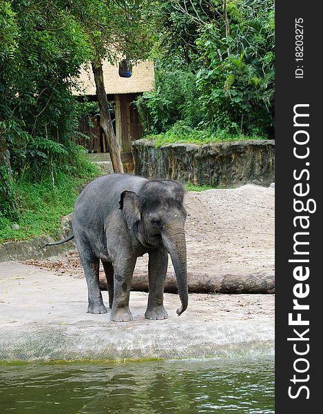 Large elephant in singapore zoo. Large elephant in singapore zoo