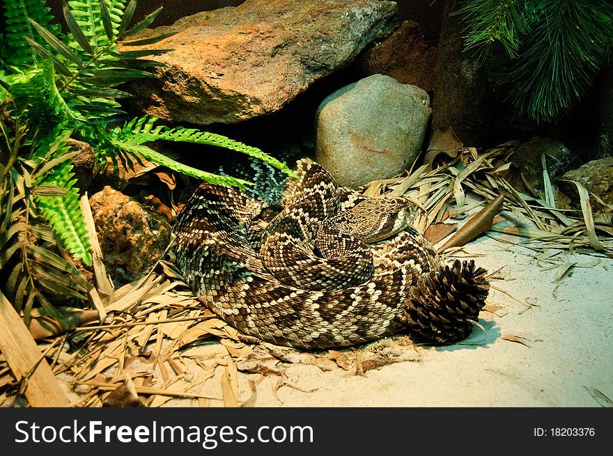 Rattlesnake in resting near rock