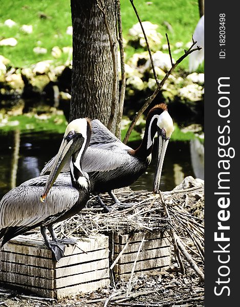 Two brown pelicans standing on nesting boxes