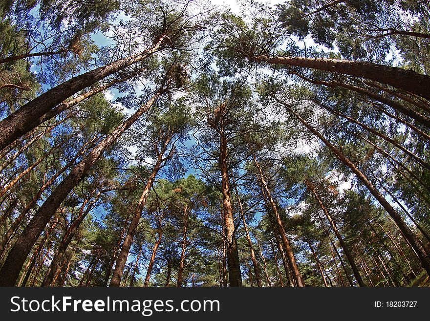 Tall pines in autumn forest. Tall pines in autumn forest