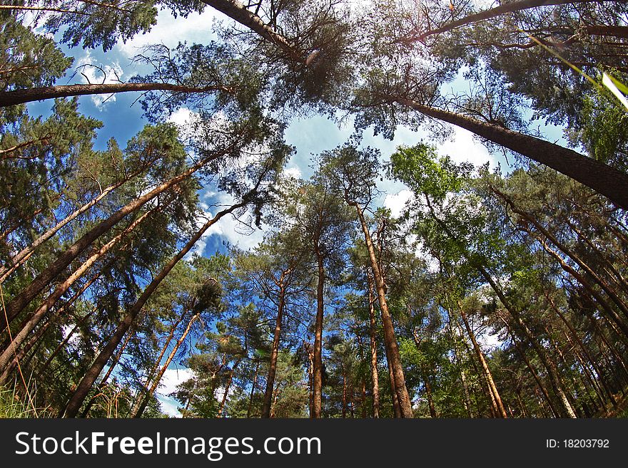 Tall pines in autumn forest. Tall pines in autumn forest