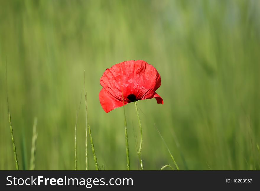 Red tulip on the green grass