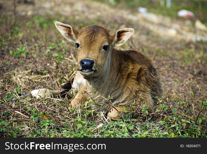 Young calf laying on the grass