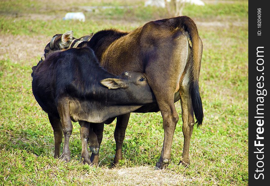 Cow feeding hungry calf on green grass