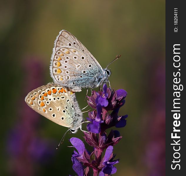 Two butterfly on the flower