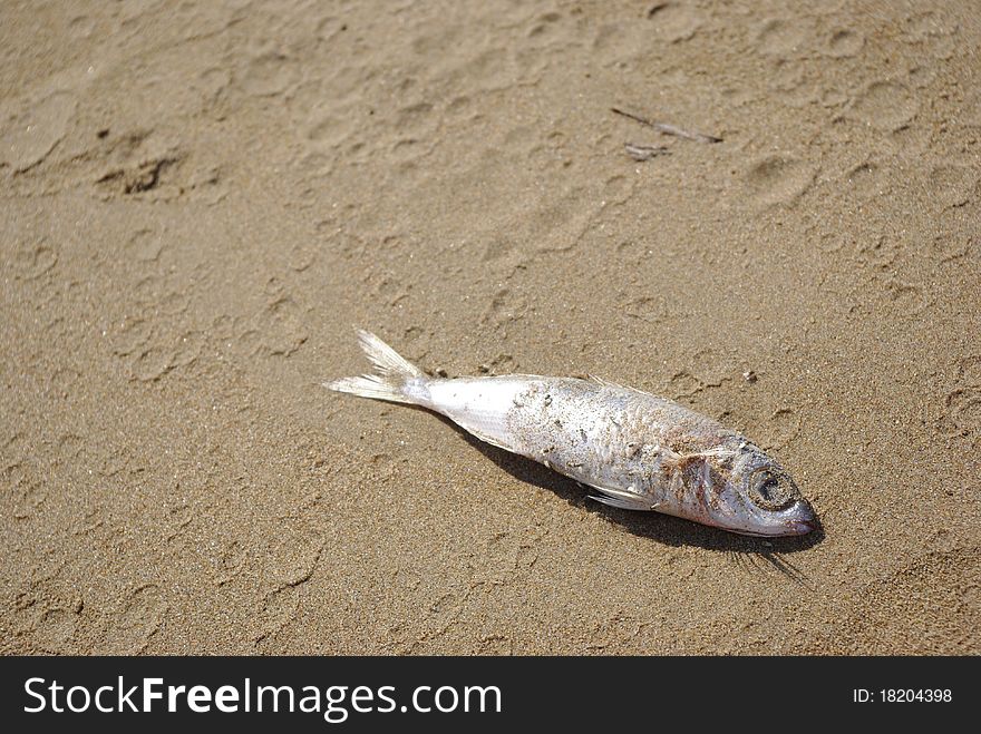 Small dead fish on the beach